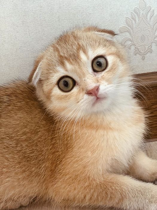 Таткова донечка. Золота красунечка