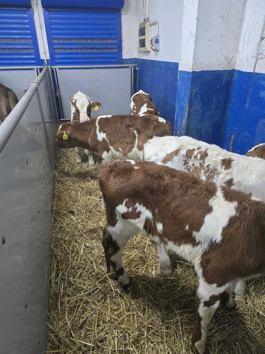 Cielaki Simental, żeruny, na mleko byczki, jałówki 60-200kg