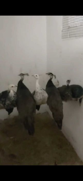 Продам яванського зеленого птаха
