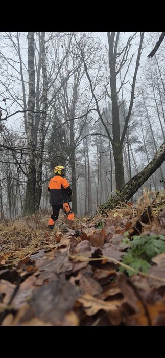 Wycinka drzew / ciecie drzewa /uslugi zwyzka