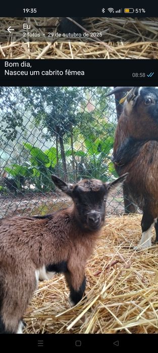 Cabritos anões bebés