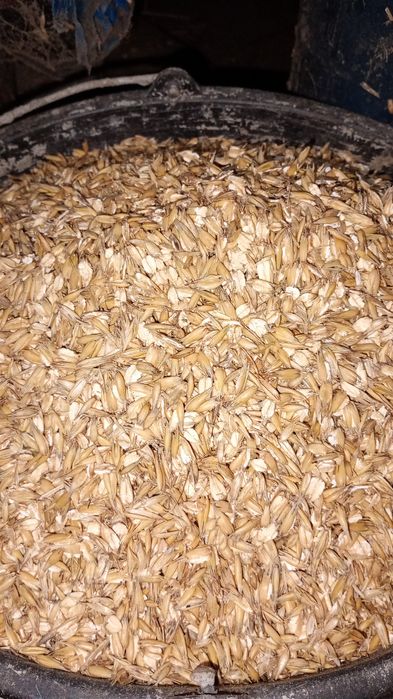 Owies walcowany gnieciony