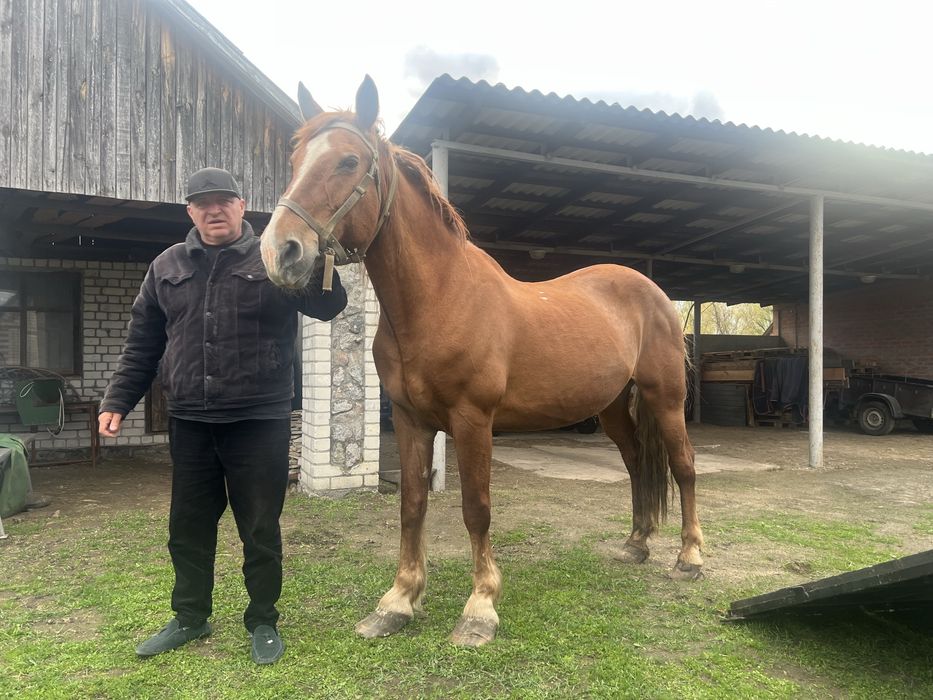 Продам лошадь,кобила.Обмен.Доставка