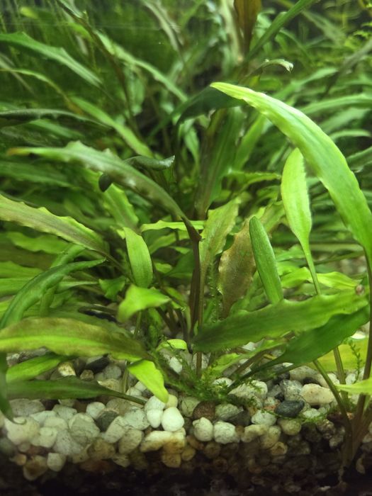 Kryptokoryna, rośliny akwariowe