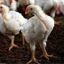 курчата бройлерів (добові підрощі жива вага)