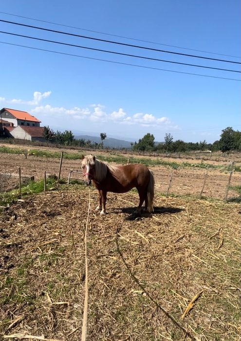 Vendo ponei femea de 85,90cm