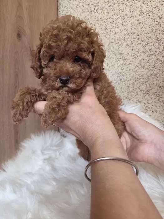 Poodle red disponível