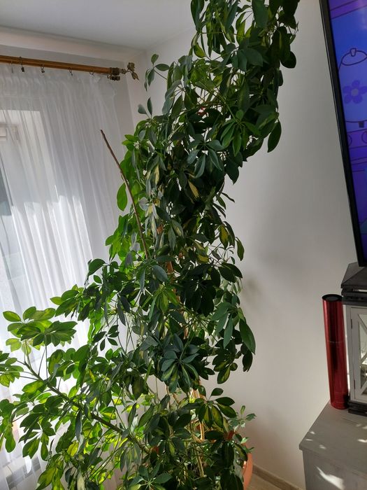 Kwiat szaflera bardzo zadbany