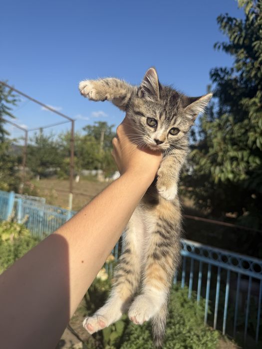 Кошенята в добрі руки