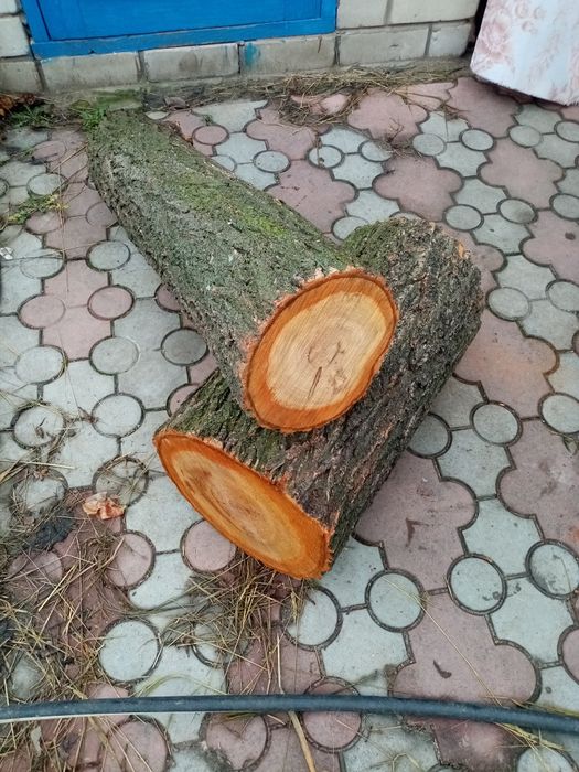 Продам деревянные колоды, кругляк с абрикосы