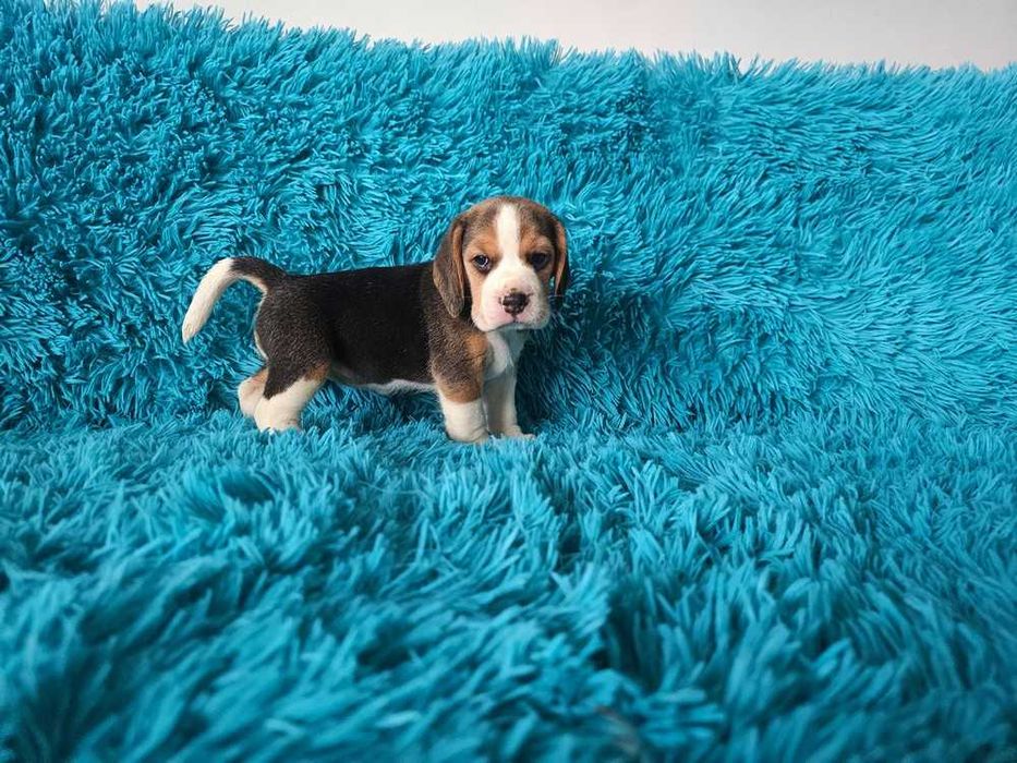 BEAGLE-szczeniak, po rodzicach z cudownym charakterem, ZKwP