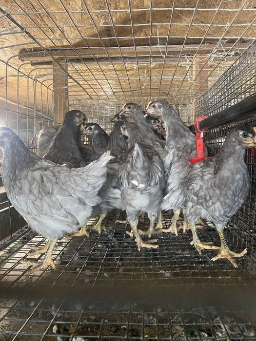 Продам курочки Домінант 3 місяців