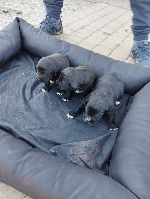 Berneński pies pasterski