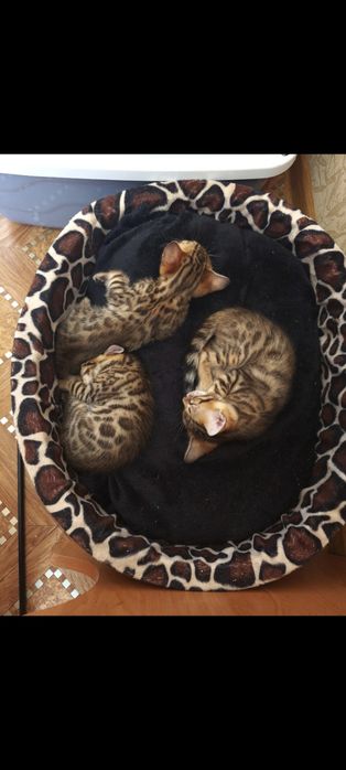 Бенгалы котята.продажа