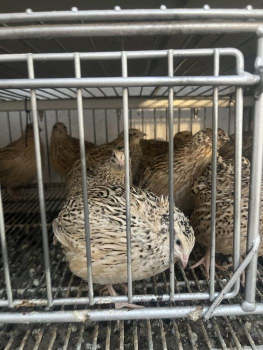 Jaja przepiórcze lęgowe