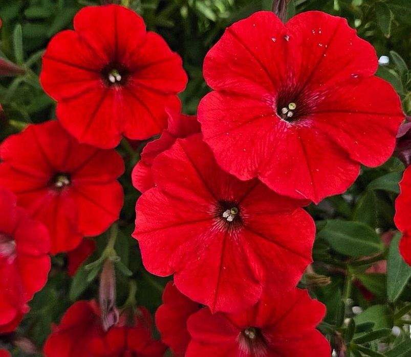 Surfinia - MEGA KOLEKCJA-180 nasion - 6 opakowań