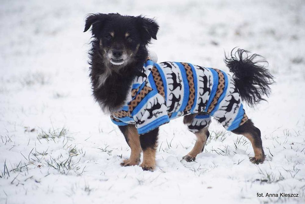 Rej pilnie szuka domu