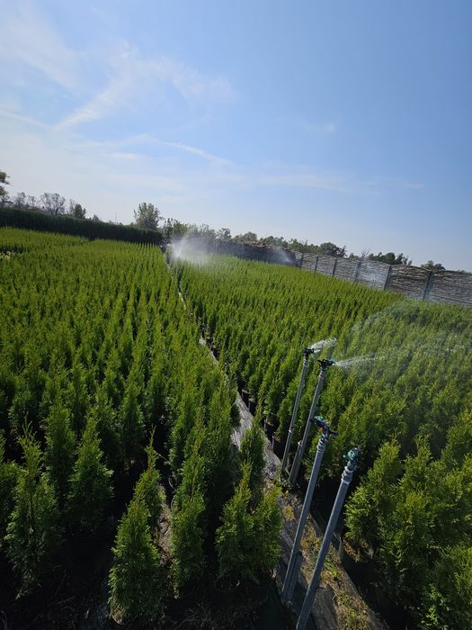 Tuja szmaragd 60-70cm,80-95,110-125cm