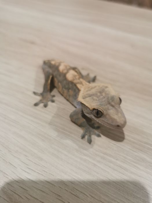 Gekon orzęsiony samiec