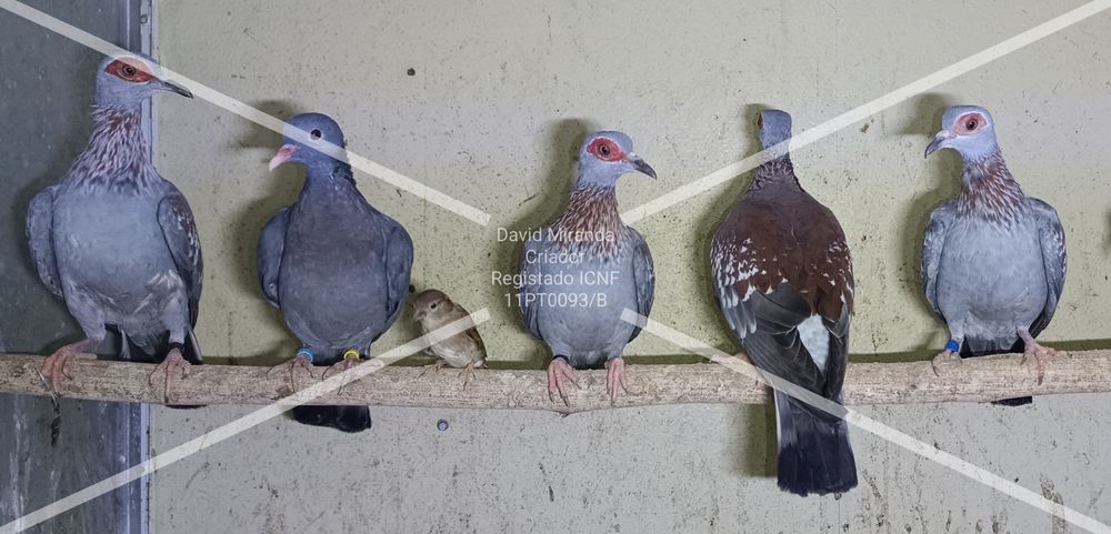 Pombos Guine (Criador Legal ICNF)