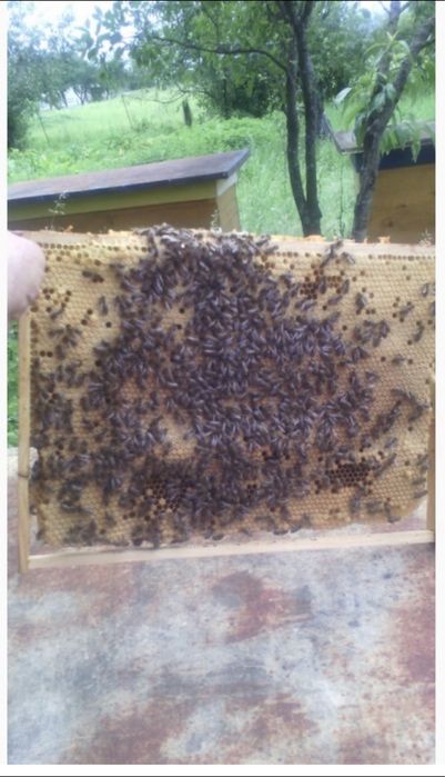 Продам бджолопакети карпатка!
