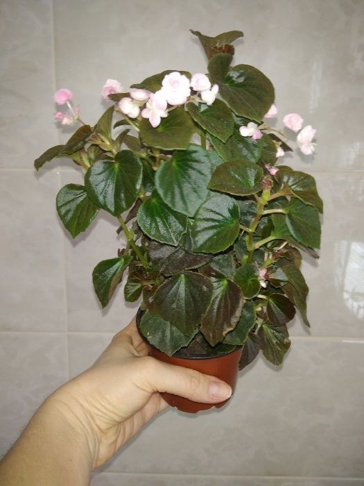 бегония вечноцветущая