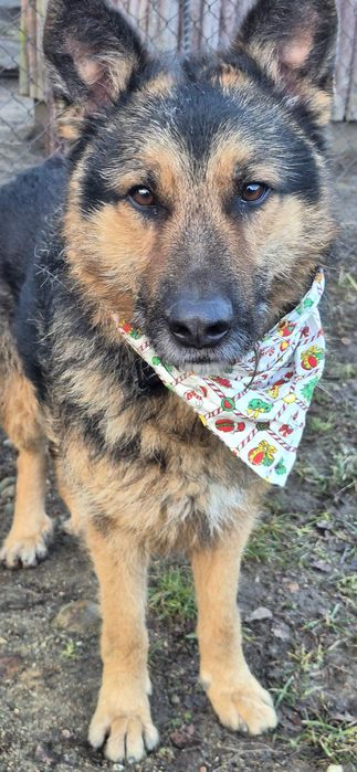 Piesek około cztery lata