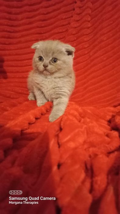 Femea scottish fold blue