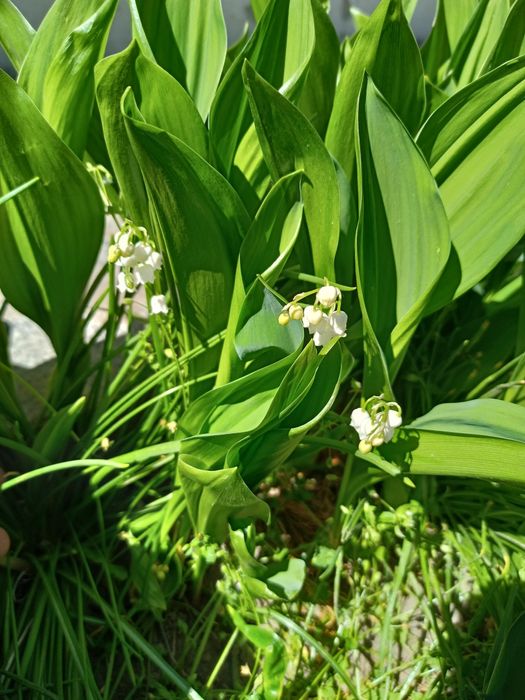 Конвалія, ландиш