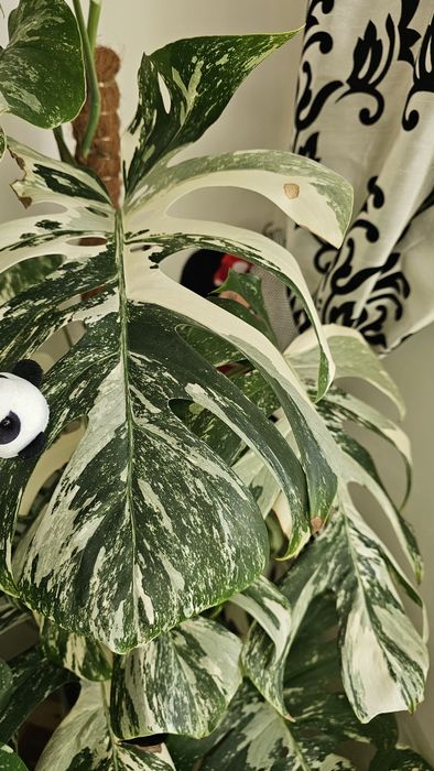 Sprzedam monstera deliciosa variegata..okazja