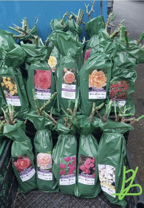 Продам саджанці троянд #гурт #опт