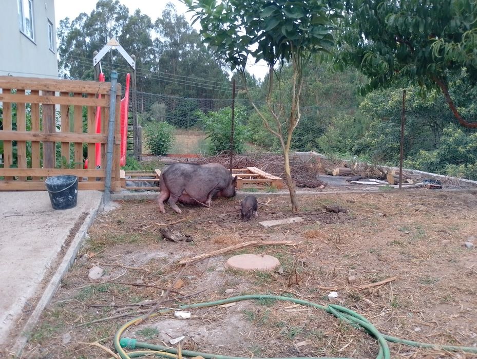 Porco preto para venda