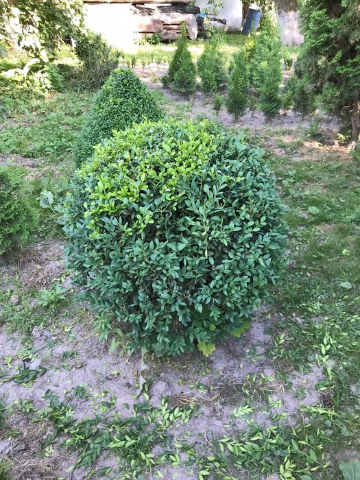 Самшит вічнозелений