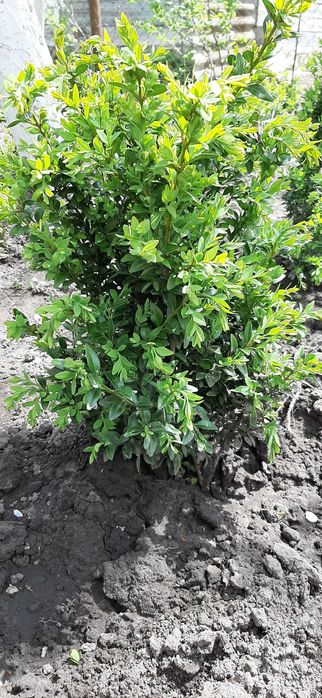 Бушпан самшит  .