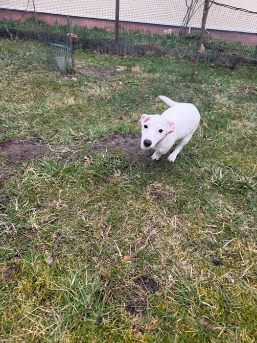 Suczka Jack Russel Terier