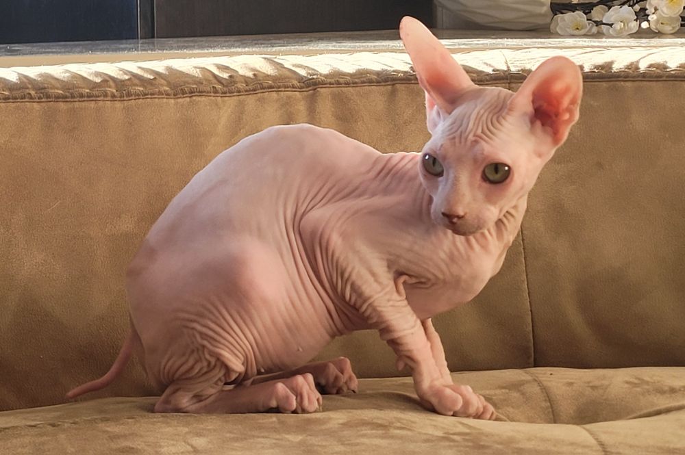 Sphynx macho lindo