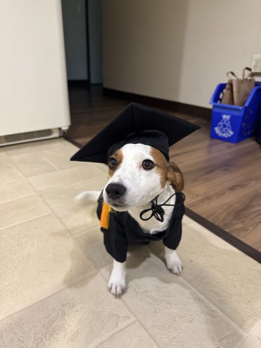 Piękne Szczeniaki Jack Russell Terrier