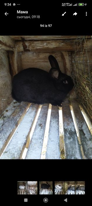 Продам  молодняк кролів