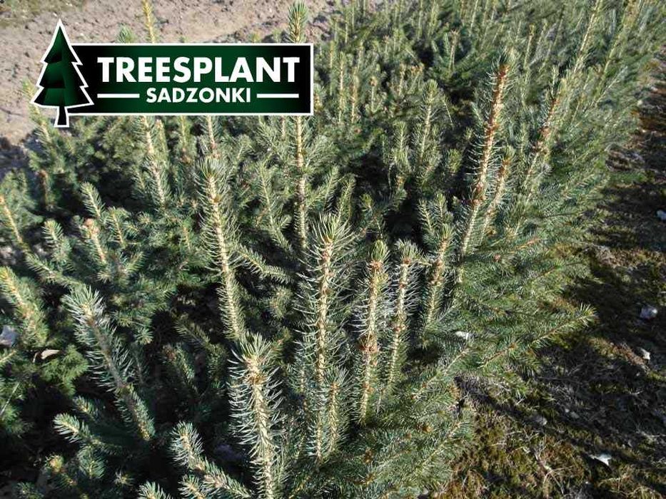ŁÓDŹ Świerk Srebrny 2/2 30cm Szkółka sadzonki pospolity jodła kaukaska