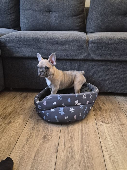 Buldog francuski suczka(płowa Fawn)