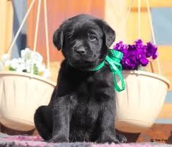 Чистокровні лабрадори чекають свою нову родину.