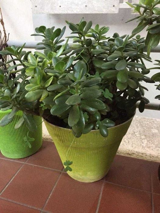 Novas plantas variadas