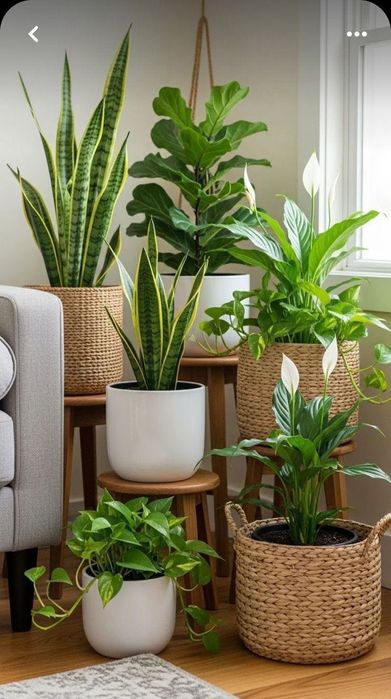 Догляд за рослинами