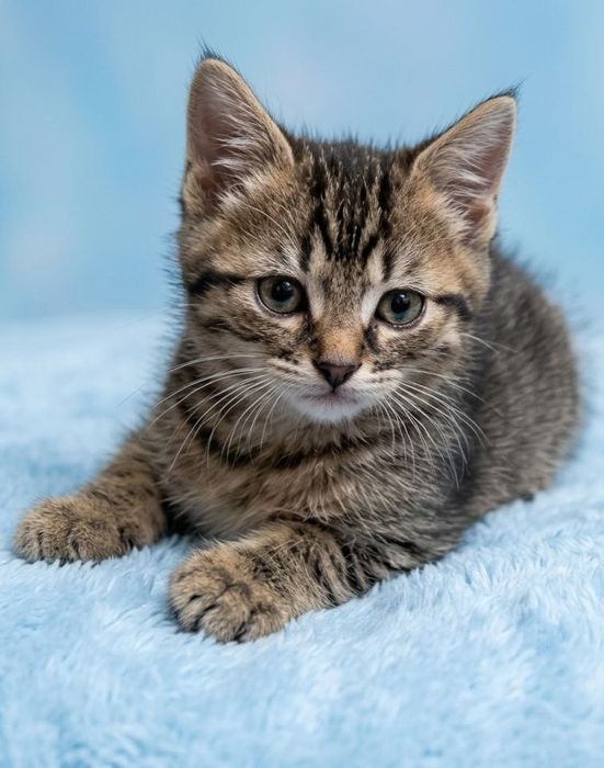 Котенок в поисках семьи . Котята ищут дом