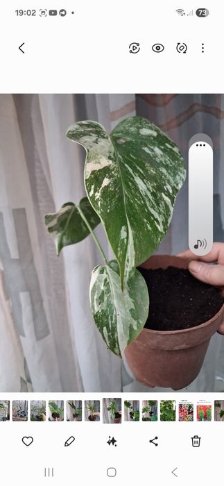 Комнатные адаптированные цветули