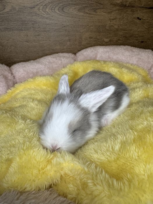 Królik Mini Lop