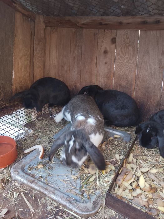 Król króliki sprzedam