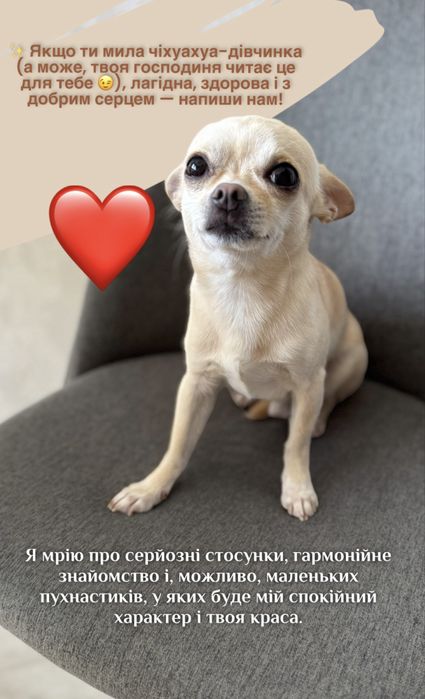 Шукаю дівчину чіхуахуа