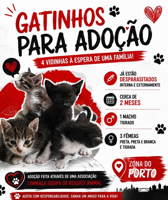 Gatinhos bebés para adoção responsável