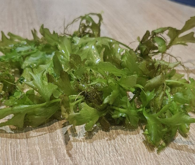 Paproć wodna różdżyca pospolita